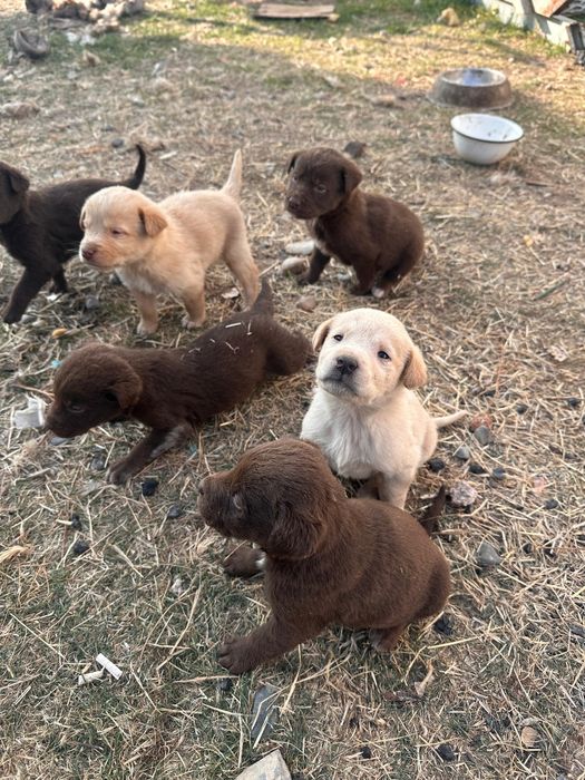 Отдам в хорошие руки