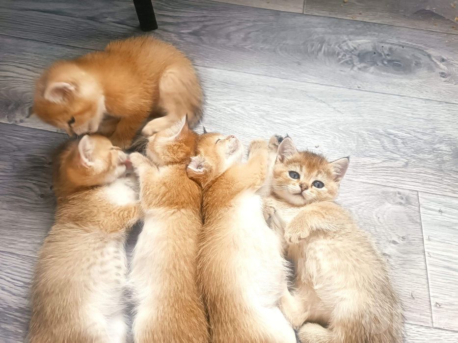 Золотые шиншиллы