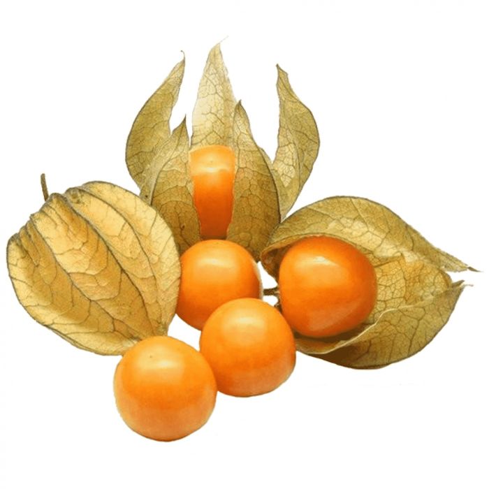 Продаётся рассада и семена физалиса (Капский крыжовник, земляная клюкв