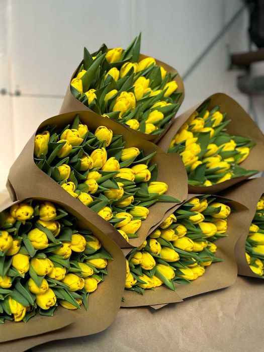 Тюльпаны оптом. Тюльпаны. Теплица