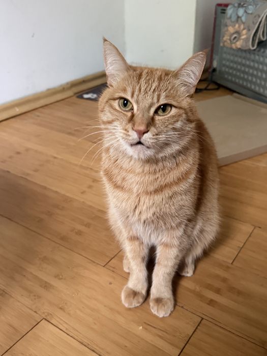 Отдам кота БЕСПАЛТНО