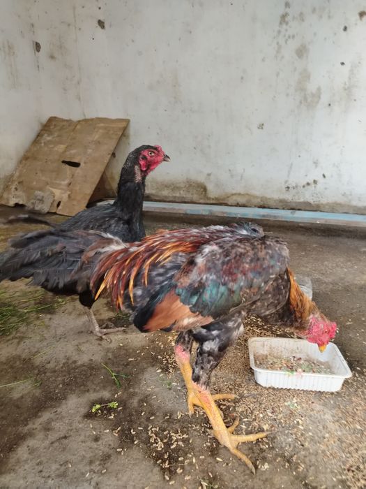 Dakan xo'roz sotiladi