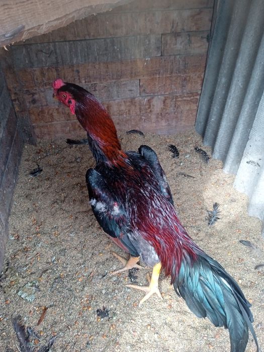 Дакан Шамо Турок Бойцовский