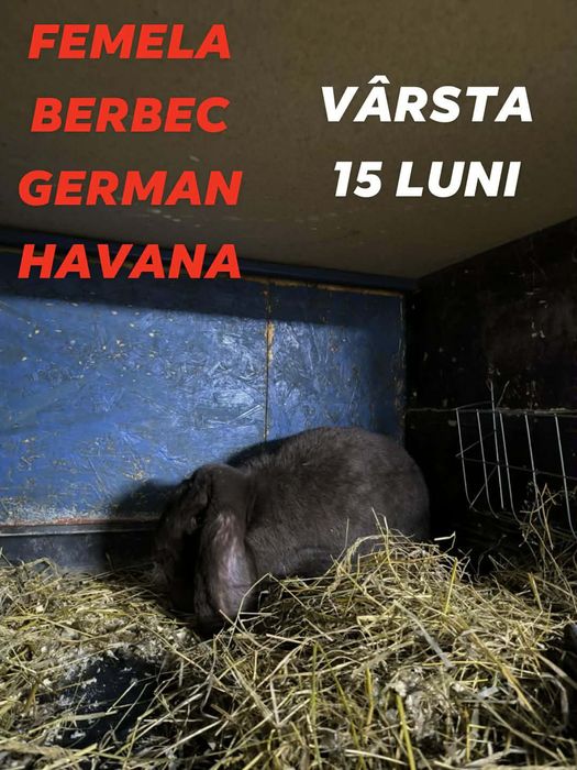 Femela Berbec German