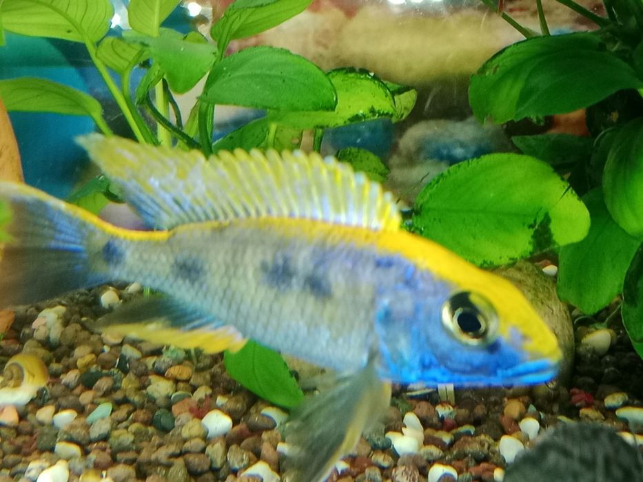 Цехдид отофаринкс