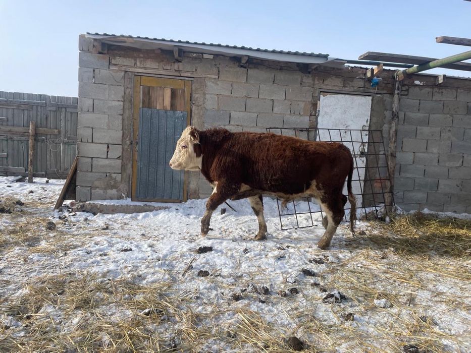 Продам бычков ак бас