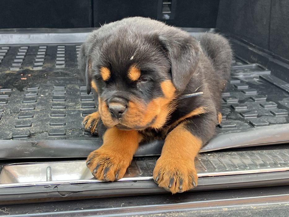 Pui rottweiler cu Pedigree Talie mare