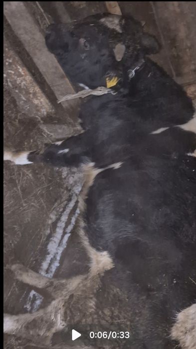 Продаются два быка