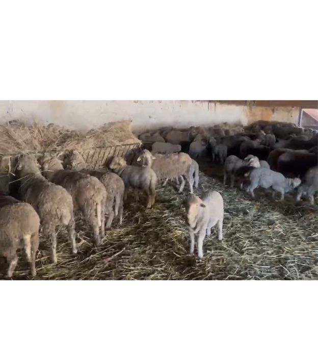 Miei si tapi de vanzare