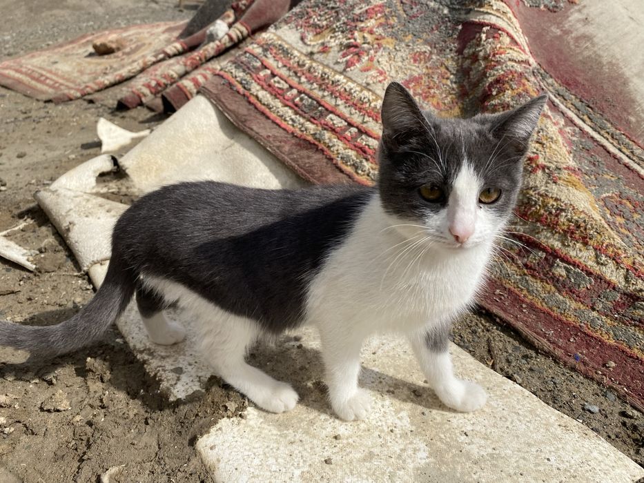 Котята, мысык баласы