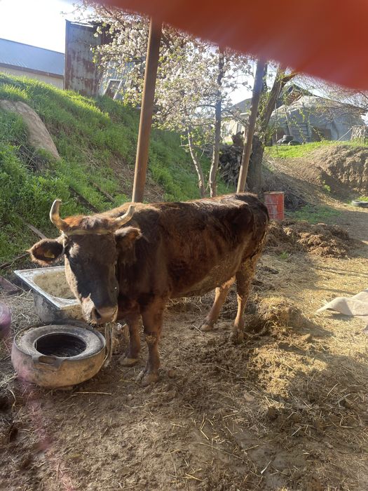 Сиыр семіз қол баққан сиыр