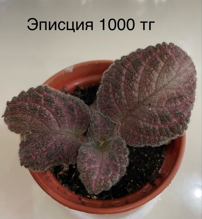 Комнатные растения