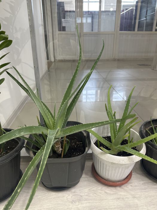 Алое сатылады