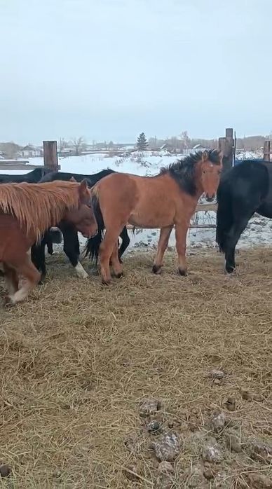 Продам лошадь (ұрғашы тай)