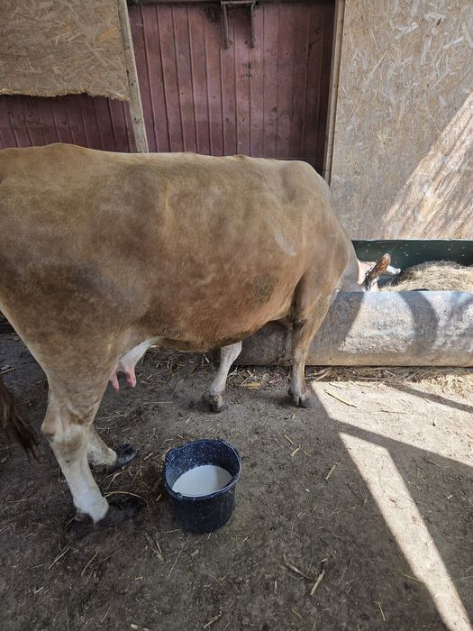 Vaca de vanzare  de 4 vitei