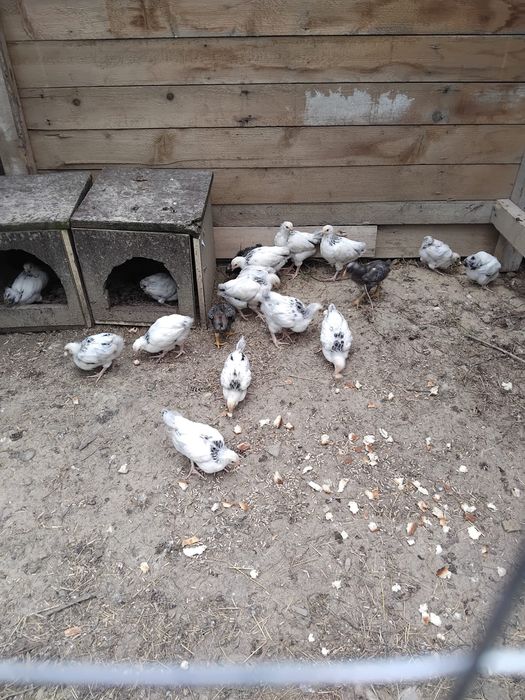 Găini.