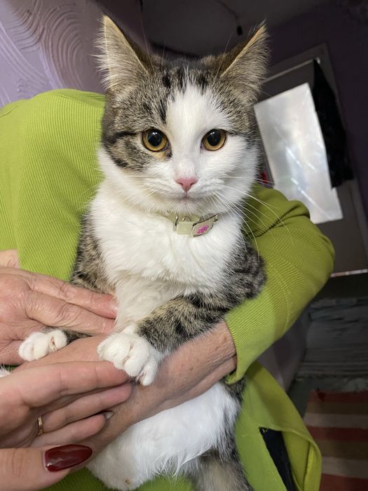 Кошечка в добрые руки.