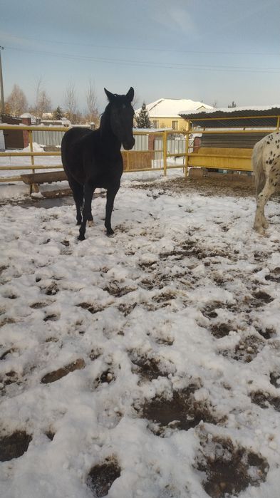 Деген Айғыр сатылады