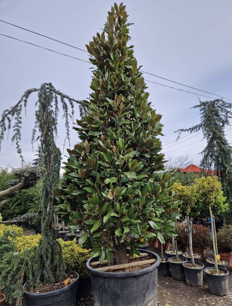 Magnolia Grandiflora Copac Si Tufa Vesnic Verde Cu Flori Albe