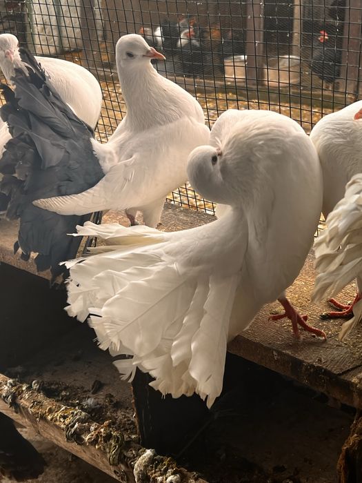 Vand porumbei curcani