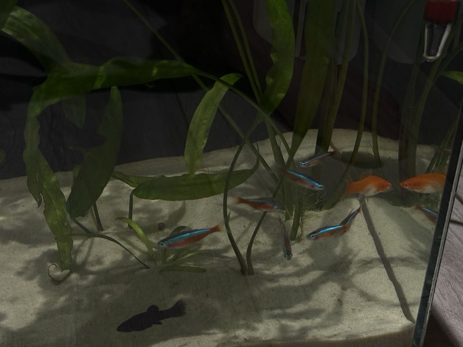Аквариум живыми рыбками