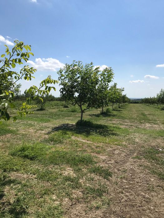 Vand Livada Nuci pe productie jud Buzau