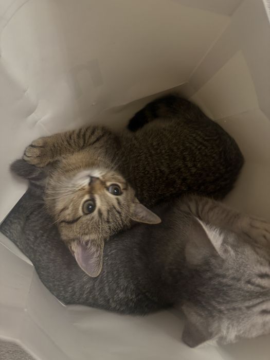 Котята 2 девочки