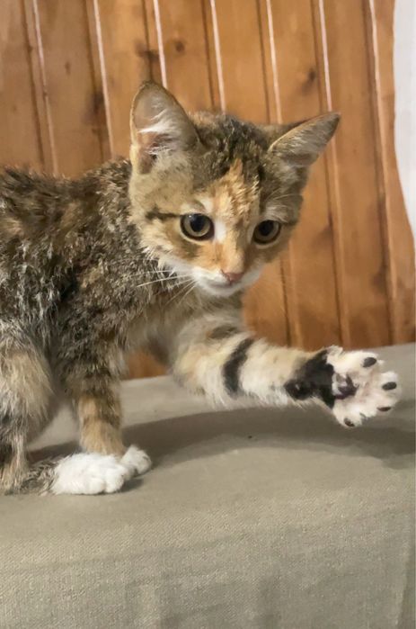 Ласковая кошечка 2 месяца