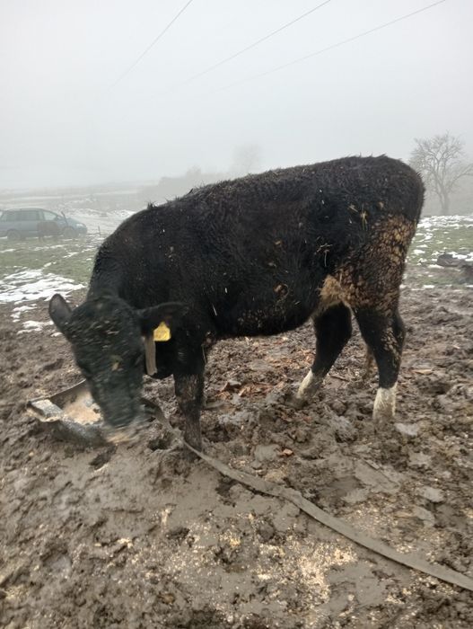 De vânzare junică gestanta