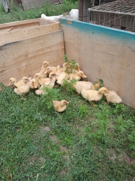 Продам пекинских утят