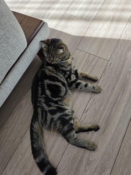 Отдам в хорошие руки