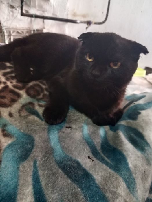 Shatlan mushuk sotiladi