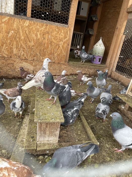 Vand/Schimb Porumbei voiajori si meulemans