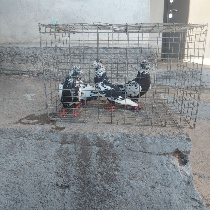 Сочи 2 пара гатовый лет с игрой