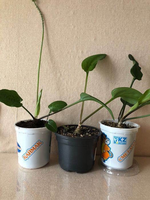 Дримиопсис пятнистый