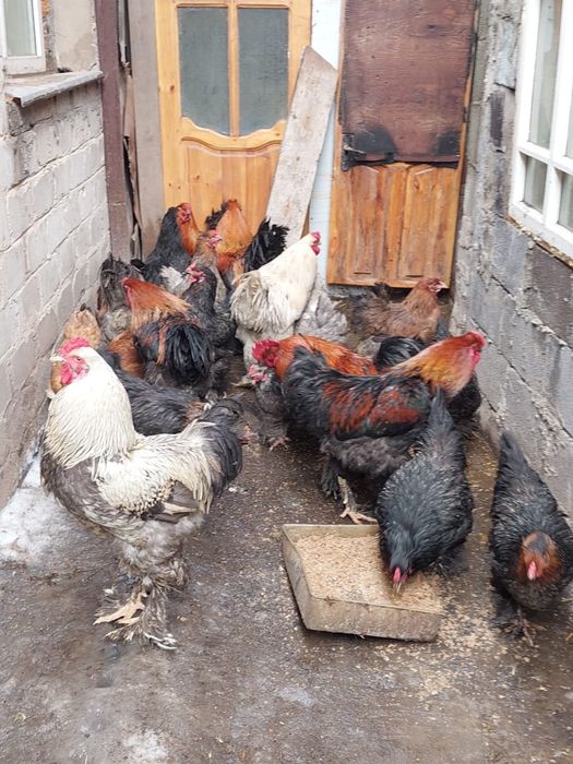 Петухи, породы Брамы