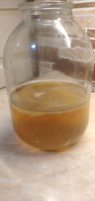 Продается Чайный гриб