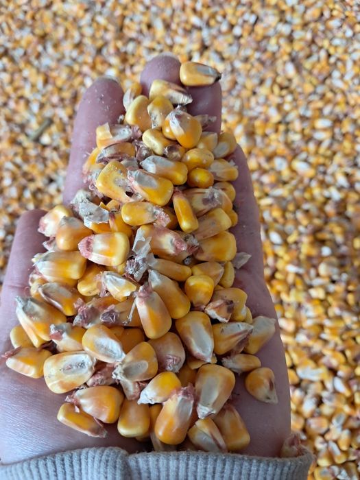 De vanzare porumb boabe