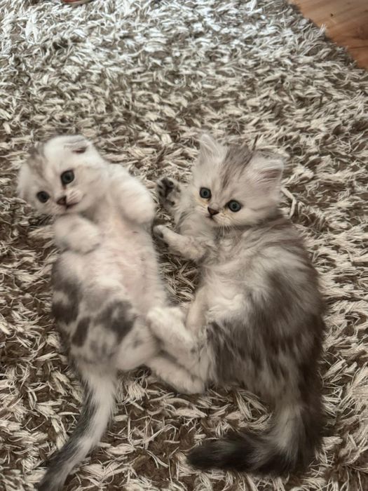 Шотландские котята