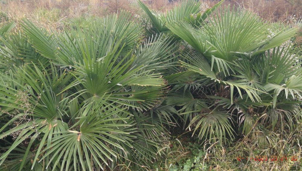 Пальма Трахикарпус Palma Trachycarpus gul