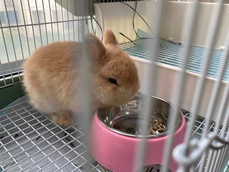 декоративный кролик