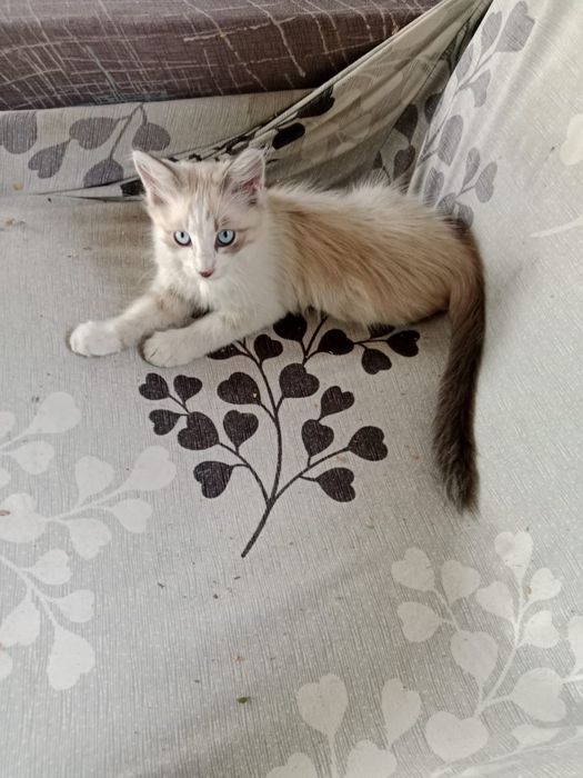 Отдам котят вдобрейшие руки
