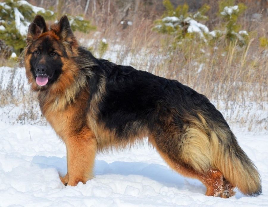 Вязка ,немец -10 000