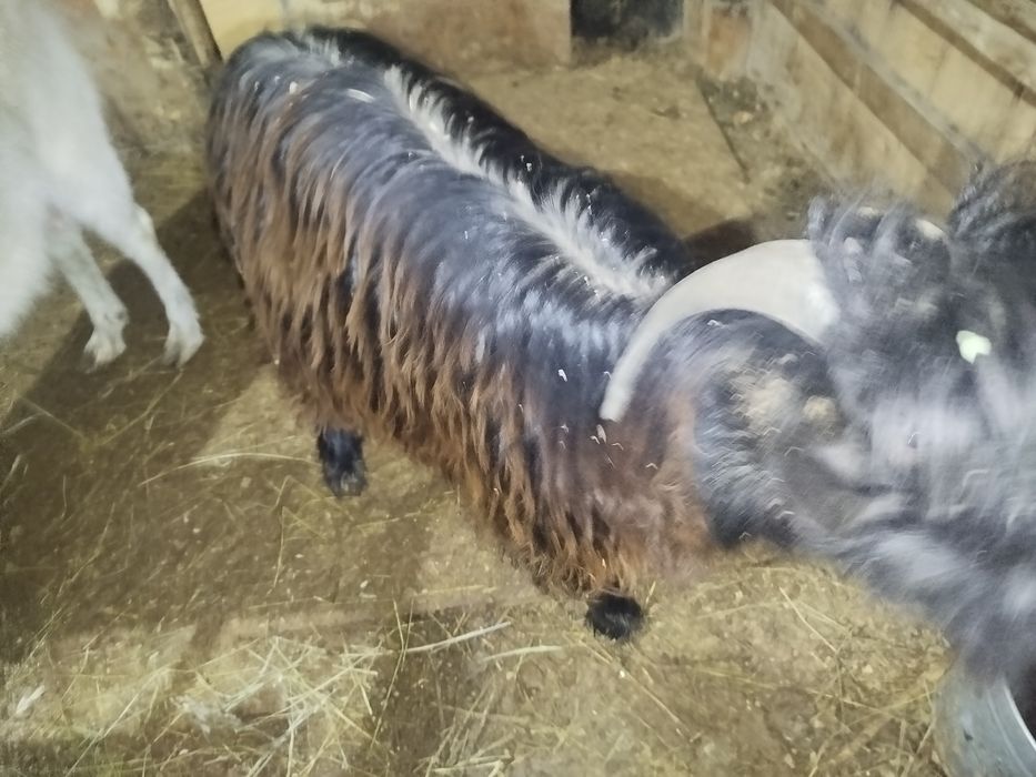 Теке сатылады дені сау