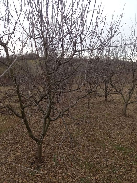 Tuns pomi, vita de vie, ingrijire livezi