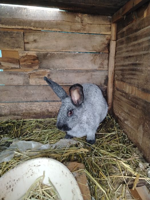 Коян сатылады пародасы фландир