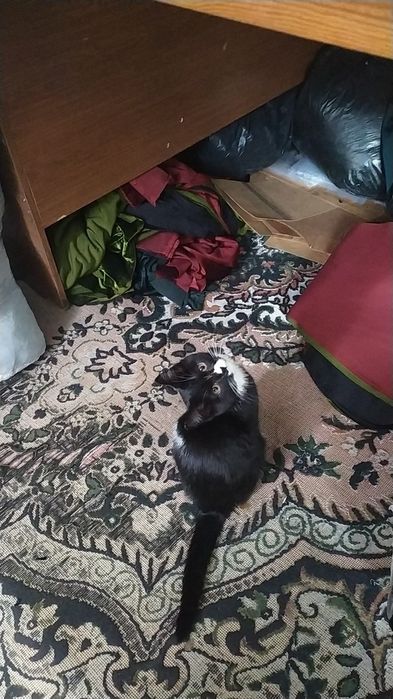 Koptoklar bilan xorozlarning porno fotosuratlari