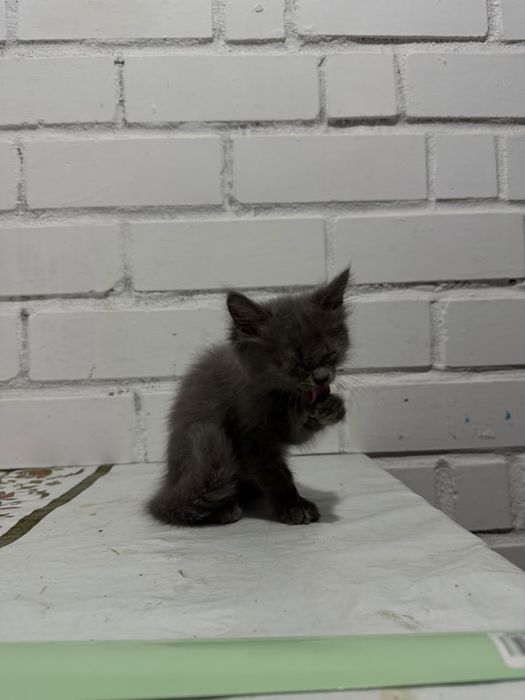 Отдам котенка в добрые руки
