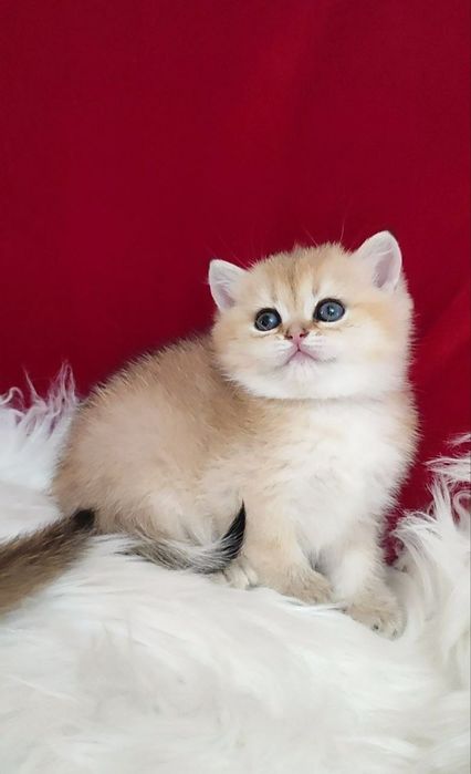 Британский чистокровный мальчик золотая шиншилла ny11