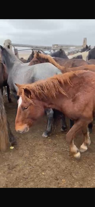 Айгыр 4 жасар сатылады